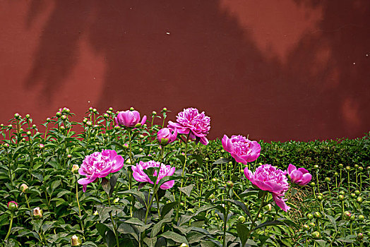 美丽芍药,芍药花