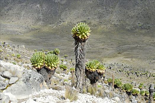 本土动植物,靠近,露营,肯尼亚山,国家公园,肯尼亚