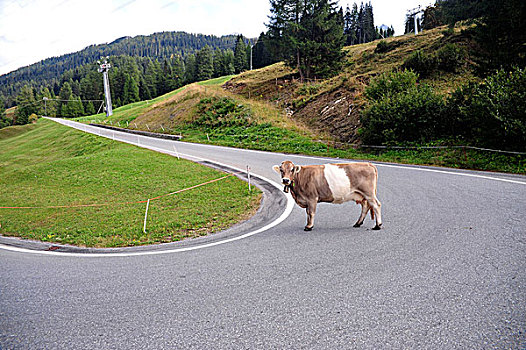 奶牛,站立,中间,高山,蜿蜒,道路,街上,看