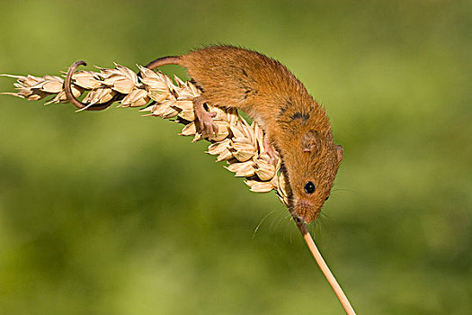 巢鼠,小麦,茎,瑞士