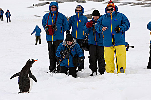 巴布亚企鹅,旅游,南极