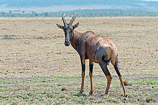 马赛马拉国家保护区,肯尼亚,非洲