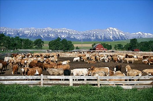 牛,饲育场,山麓,艾伯塔省,加拿大