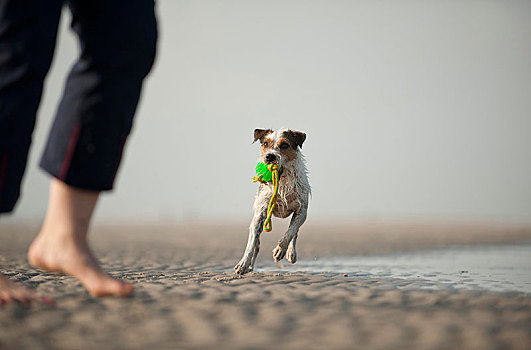 梗犬,玩,狗,物主,海滩