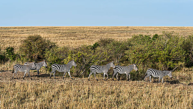 小,牧群,斑马,马,马赛马拉,肯尼亚,非洲