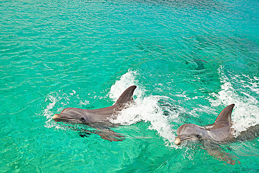 海湾群岛,洪都拉斯,两个,宽吻海豚,游动,水,钥匙,胜地