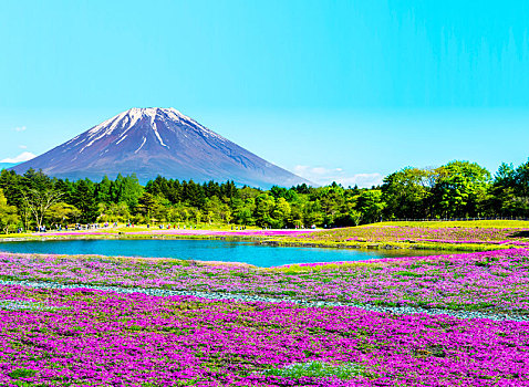 富士山,地点,粉色,苔藓,节日,山梨县,日本