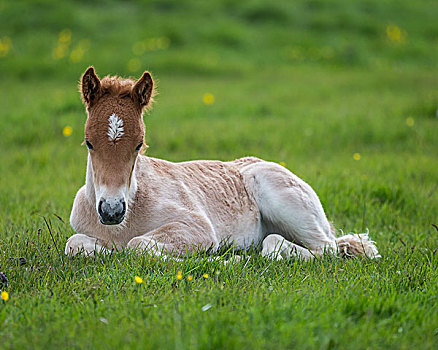 诞生,小马,冰岛,马
