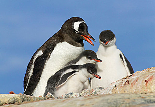 巴布亚企鹅,母亲,幼禽,港口,南极