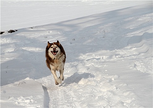 哈士奇犬,雪