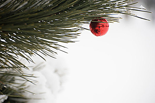 圣诞饰品,悬挂,雪,枝条