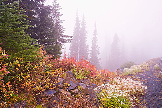 山,雷尼尔山,国家公园,华盛顿,美国,秋色,树林,雾