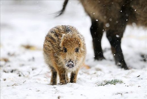 小野猪,雪中