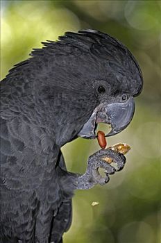 黑色,美冠鹦鹉,吃,坚果,昆士兰,澳大利亚