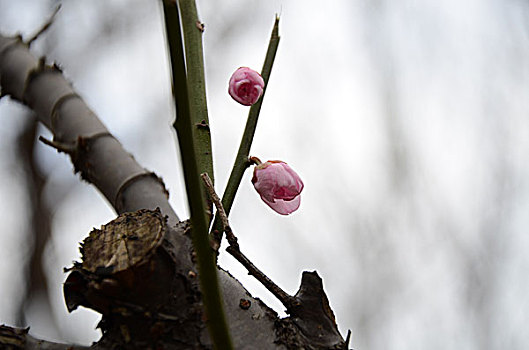 梅花