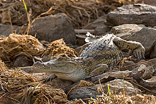 尼罗鳄,躺着,石头,河边,幼小,湖,肯尼亚,非洲