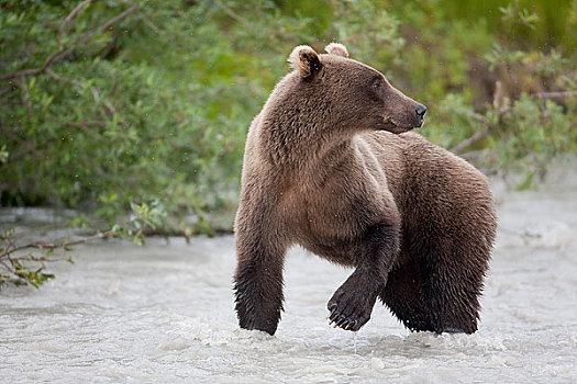 棕熊,站立,夏天,楚加奇国家森林,阿拉斯加