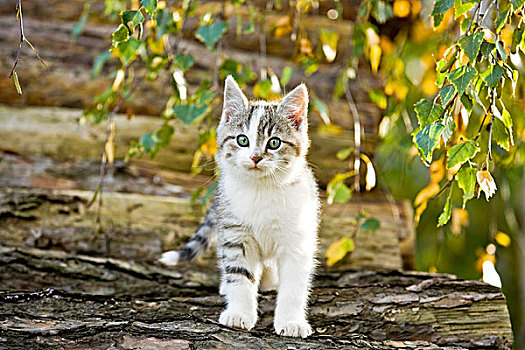 家猫,小猫,原木