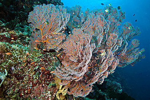 彩色,珊瑚,礁石,柳珊瑚目,印度尼西亚
