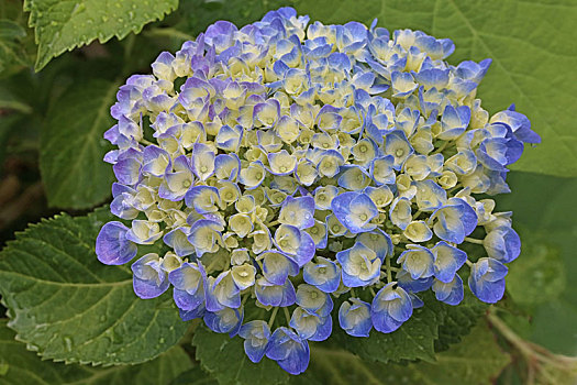 蓝色,花,八仙花属