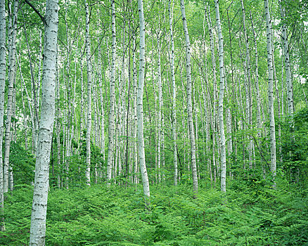 绿色,树林,白桦