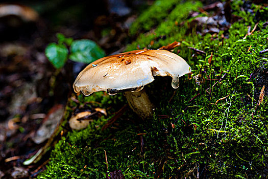 湿,蘑菇,苔藓,地面,特写,林中地面,华盛顿,靠近,下雨,湖
