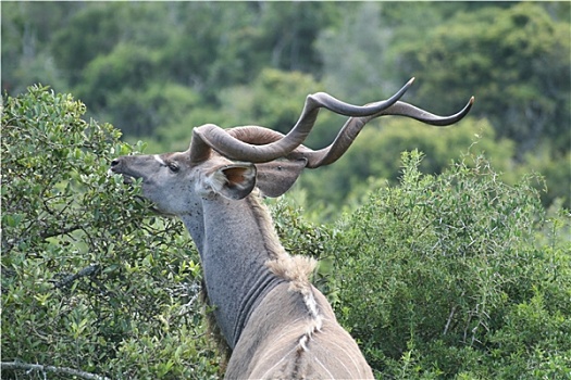 捻角羚,南非