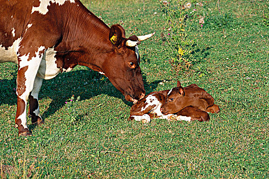 母牛,幼兽,草场