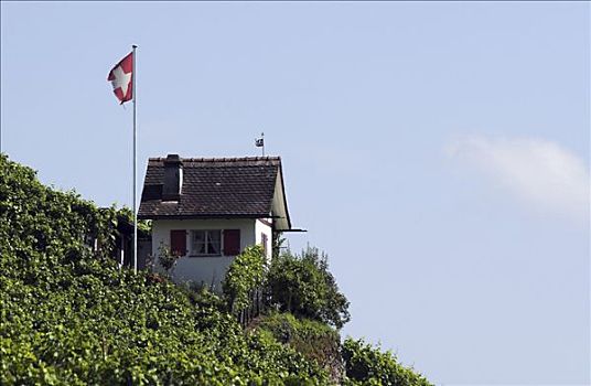 小,房子,葡萄园,高处,沙夫豪森,瑞士