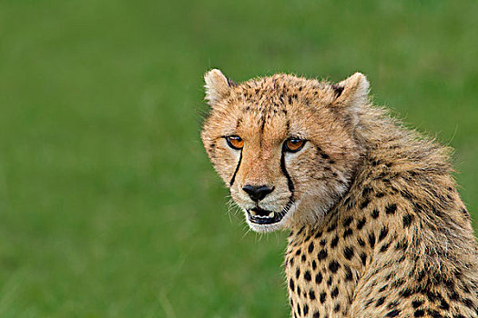头像,幼兽,印度豹,猎豹,马赛马拉国家保护区,肯尼亚,非洲