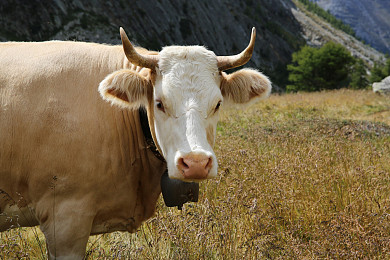 牛图片_牛高清图片_全景视觉