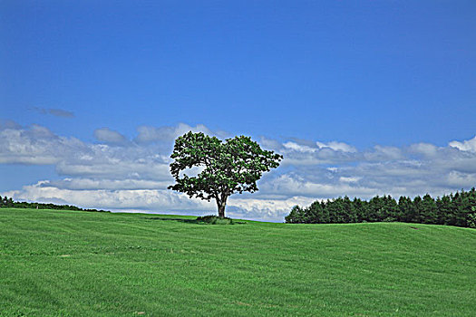 草地,一棵树