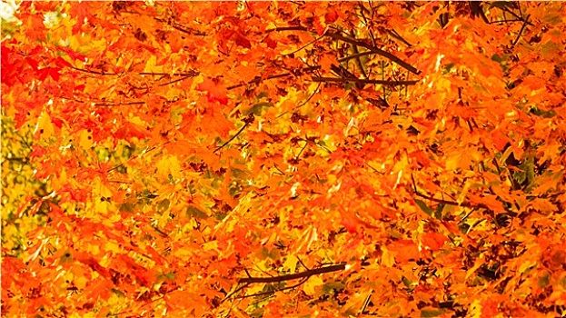 秋叶,秋天,树,自然,背景