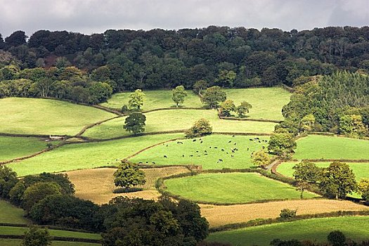 俯视,木头,农田,德文郡,英格兰