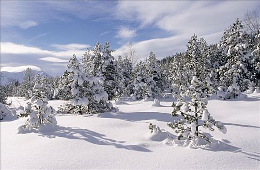 树,雪景,法国