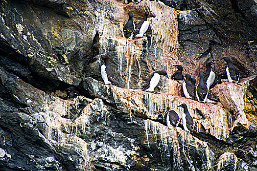 挪威,斯瓦尔巴特群岛,生物群,角嘴海雀,北极