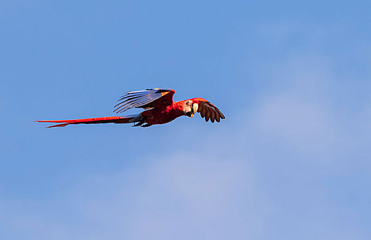 绯红金刚鹦鹉,飞,鸟嘴,蓝天,蓬塔雷纳斯,哥斯达黎加,中美洲