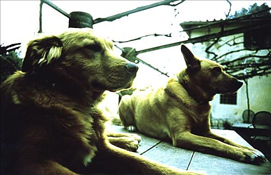 侧面,两只,狗,坐,厚木板
