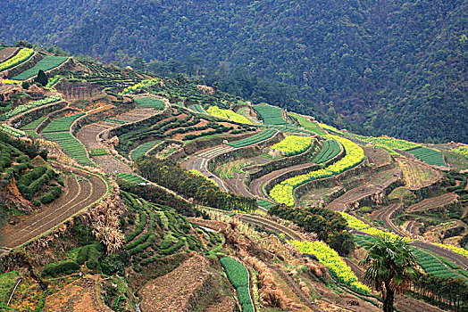 余姚,四明山,森林,公园,山林,夏天,生机