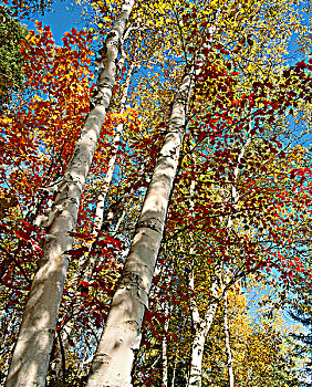 秋色,省立公园,靠近,亨茨维尔,安大略省,加拿大