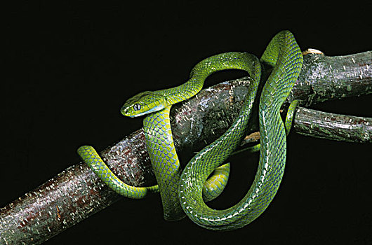 绿色,蛇,成年,站立,枝条