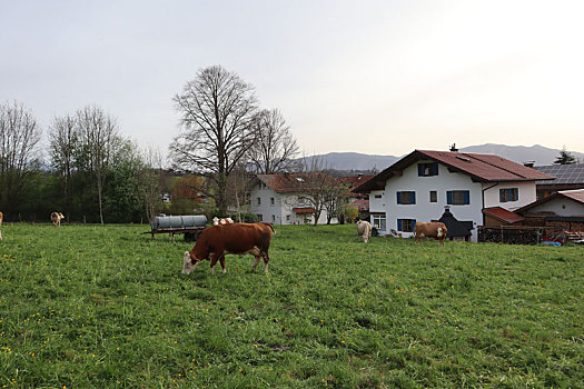 murnau