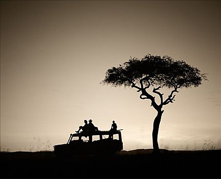 肯尼亚,游客,旅行队,上面,交通工具,向外看,上方,大草原,黎明