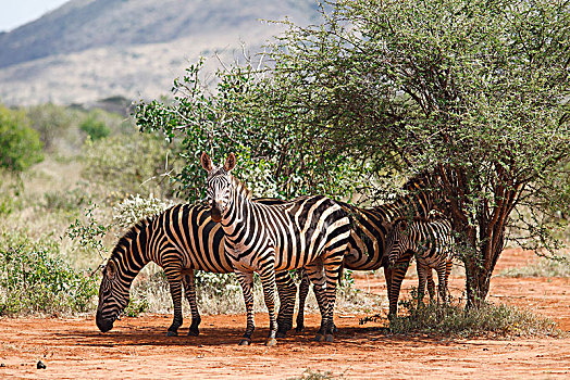 斑马,马,站立,荫凉,灌木,西察沃国家公园,肯尼亚,非洲