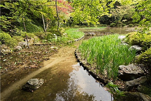 风景,青草,园艺,水塘