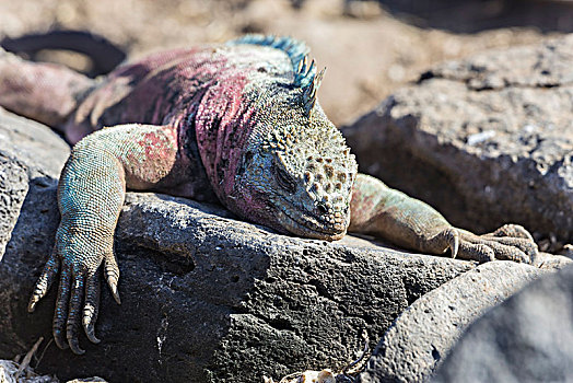 海鬣蜥,西班牙岛,加拉帕戈斯群岛,厄瓜多尔,南美