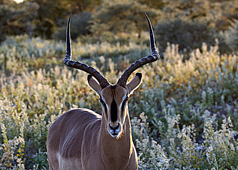 黑斑羚,埃托沙国家公园,纳米比亚,非洲