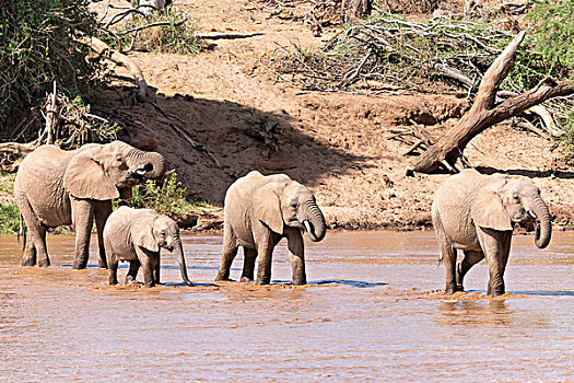 非洲象,牧群,大象,穿过,河,萨布鲁国家公园,肯尼亚,非洲