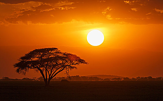 日落,上方,孤单,刺槐,安伯塞利国家公园,裂谷,肯尼亚