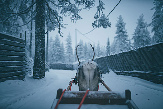 北欧芬兰冬季圣诞老人村里的驯鹿雪橇